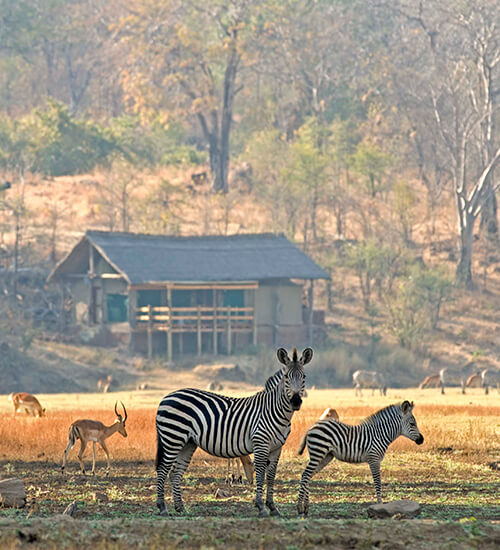 Zebra and impala outside Sanctuary Puku Ridge Camp