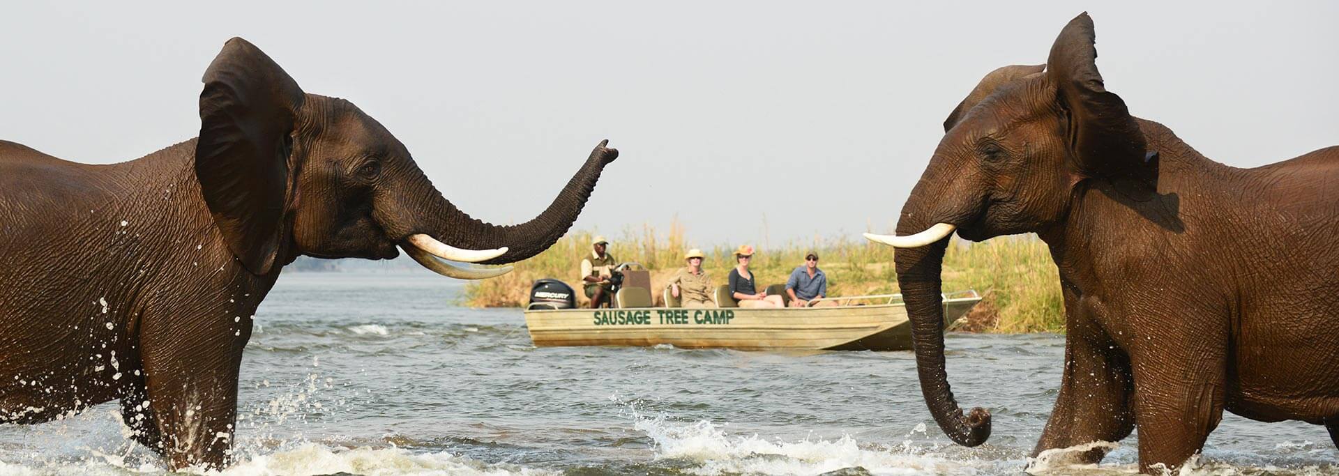 Two elephants fighting in Zambezi River