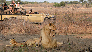 Lion sighting during safari game drive in Lower Zambezi National Park