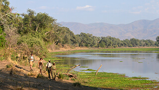 Walking safari next to Zambezi River in Lower Zambezi National Park