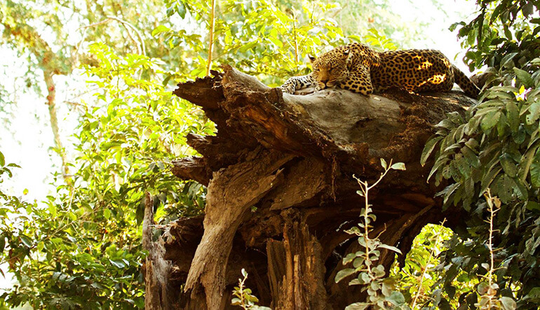Leopard sleeping in tree in Lower Zambezi National Park