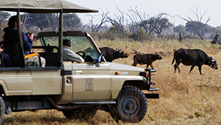 Buffalo herd sighting during safari game drive with Desert & Delta Safaris 