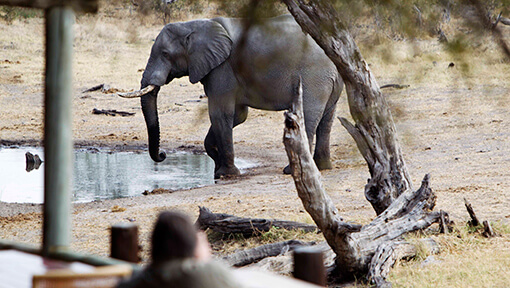 Person standing on Savute Safari Lodge viewing deck looking at elephant at watering hole
