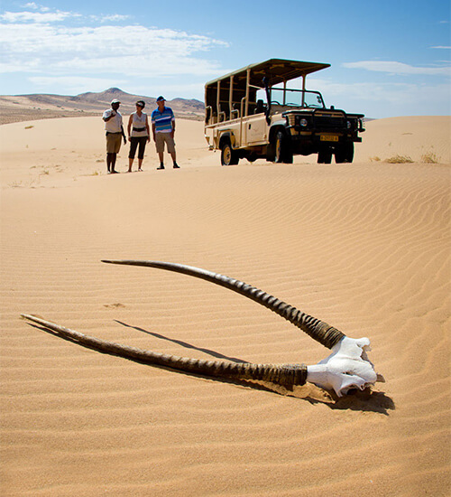 Antelope skull found during desert game drive in Namibia