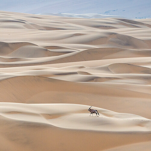 Oryx walking across dunes in Namibia
