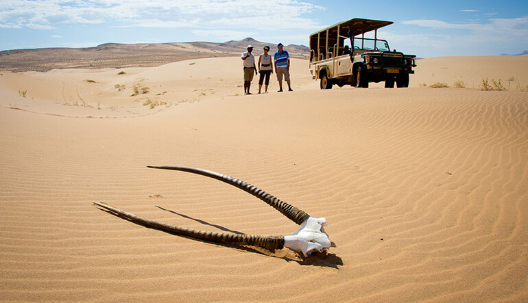 Antelope skull on sand dune in Namibia during safari game drive