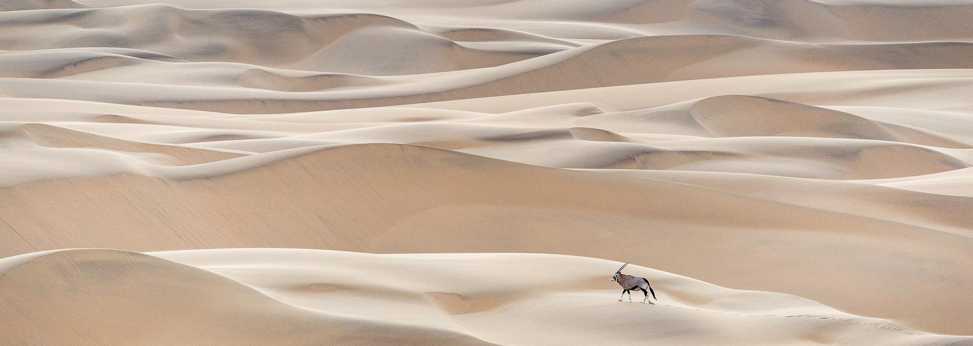 Oryx walking across sand dunes in Namibia
