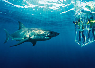 Great White Shark Cage Diving Tour