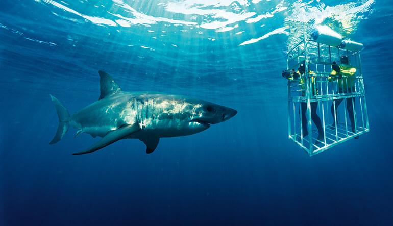 Photographer taking picture of great white shark from within cage