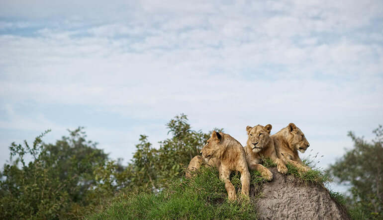 Three lion on a hill in Kruger National Park
