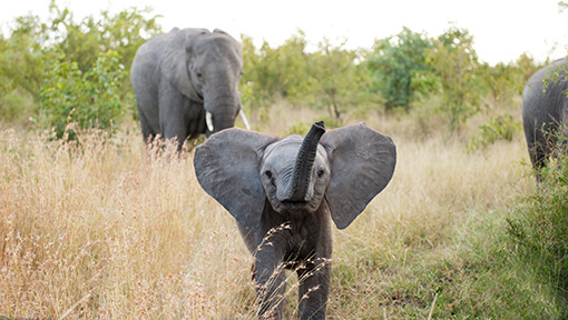 Baby elephant mock charging game vehicle in Kruger National Park