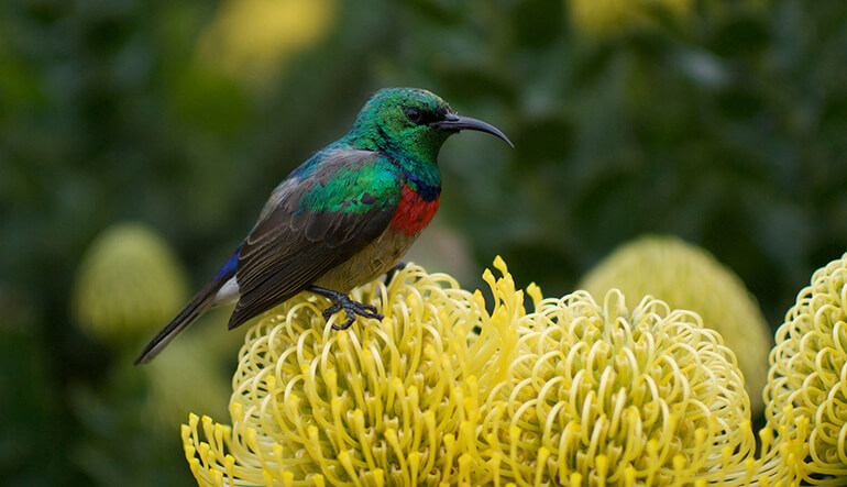 Sunbird on Protea Kirstenbosch Gardens Destination South Africa Feat Img