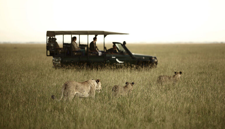 Lioness sighting on safari game drive in the Serengeti in Tanzania