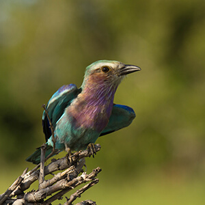 Lilac-breasted roller in Kalahari