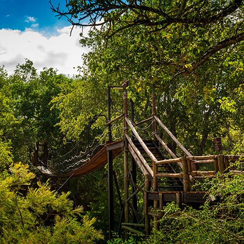 Wooden walkways through the canopy at Ulusaba Safari Lodge