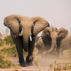 Elephant herd charging in Botswana