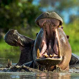 Herd of hippo in Botswana