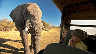 Safari game drive with elephant