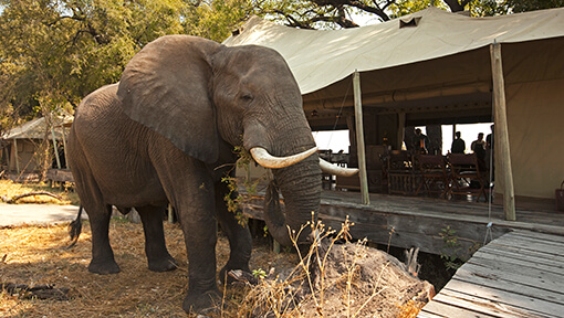 Elephant outside Great Plains Zarafa Camp 