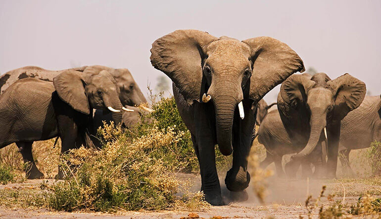 Elephant herd with male bull mock charging