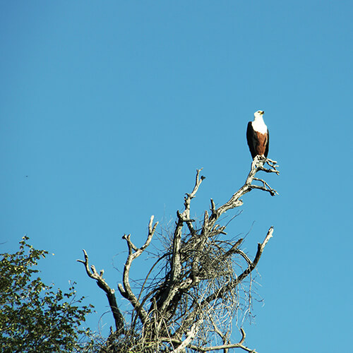 African Fish Eagle in Botswana