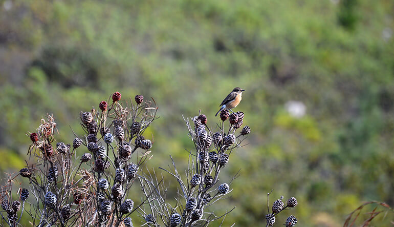 Bird and fynbos in Elgin Valley