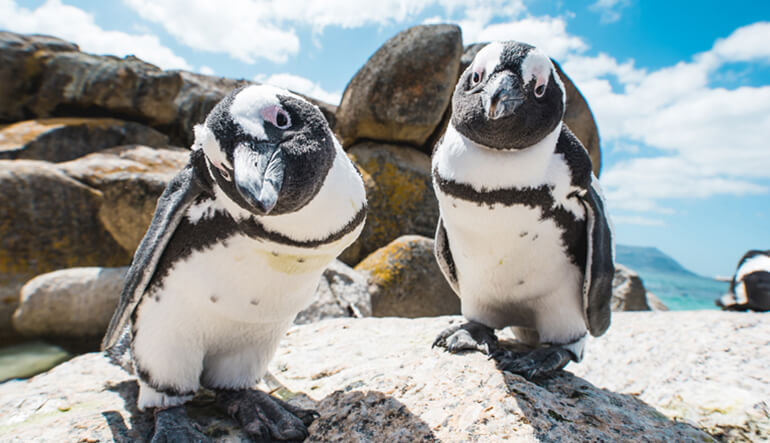 Penguins at Boulders Beach Cape Town
