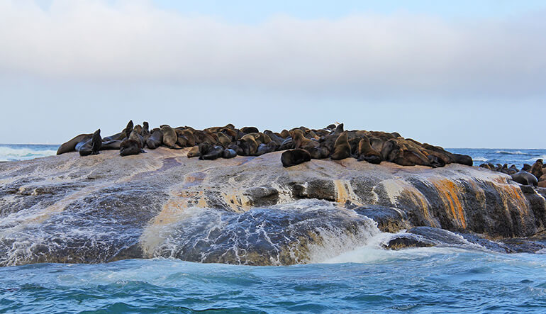 Seals in Duiker Island Hout Bay
