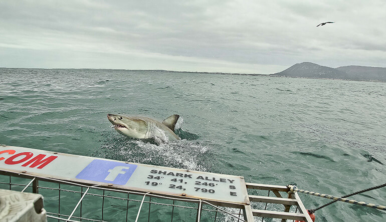 Great white shark next to cage during shark cage diving experience