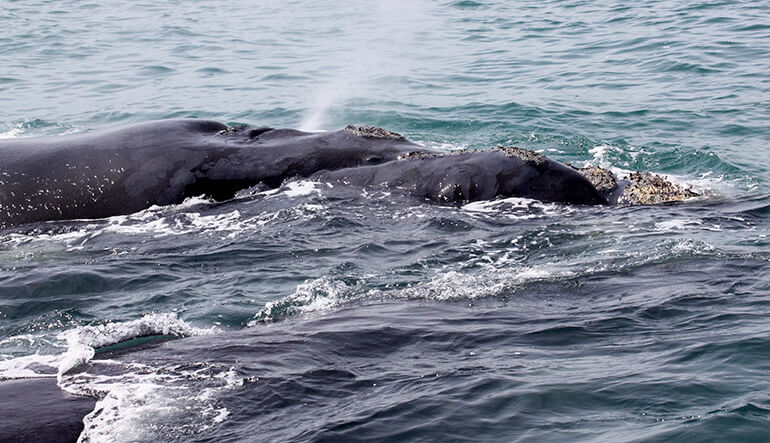 Southern right whale in Hermanus