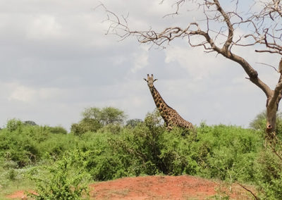Hluhluwe Imfolozi Game Reserve One Day Safari