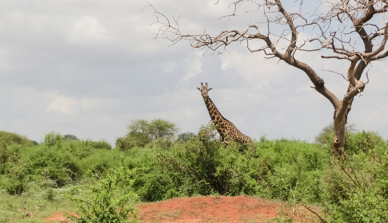 Giraffe in the Hluhluwe Imfolozi Game Reserve
