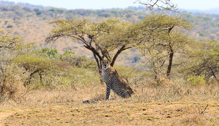 Cheetah in the Hluhluwe Imfolozi Game Reserve