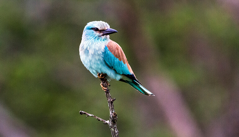Blue Colorful European Roller in the Hluhluwe Imfolozi Game Reserve