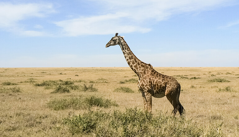 Giraffe in the Hluhluwe Imfolozi Game Reserve