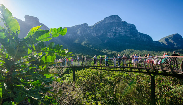 Kirstenbosch and Constantia Wine Route Tour | Wine Tours | Cape Town