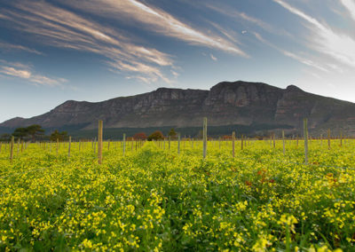 Kirstenbosch and Constantia Wine Route Tour