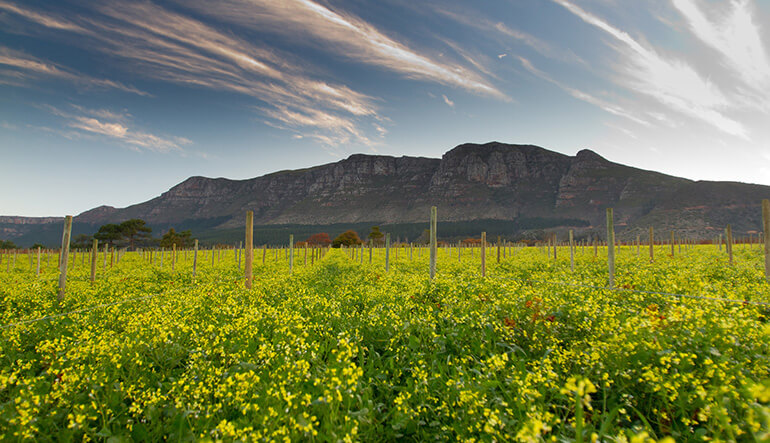 Kirstenbosch and Constantia Wine Route Tour