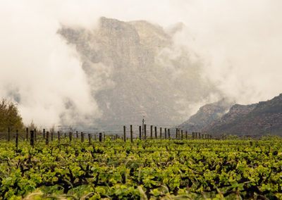 Cape Winelands Make Your Own Wine Tour