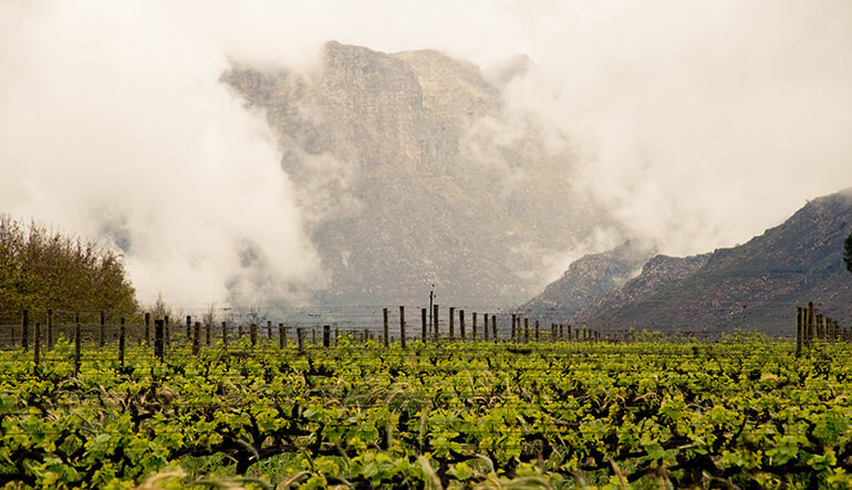 Cape Winelands Make Your Own Wine Tour