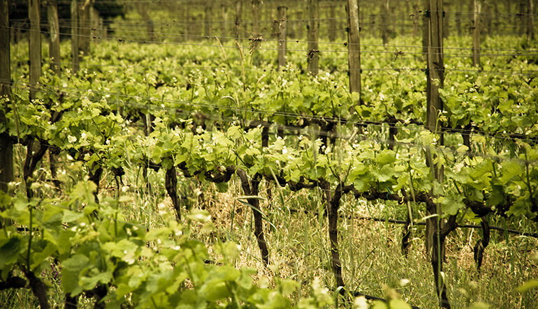 Moreson Wine Farm vineyards
