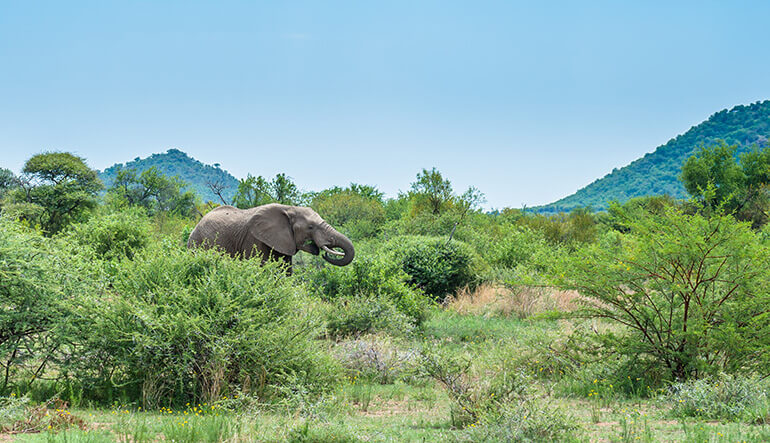 Elephant in Pilanesberg Nature Reserve Johannesburg