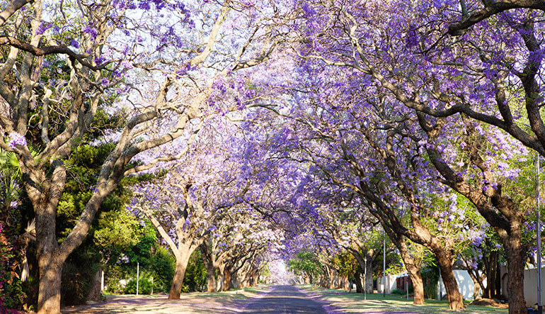 Road with Jacaranda trees in Pretoria South Africa