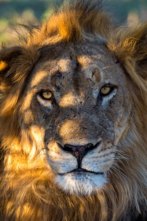 Close up image of a lion's face