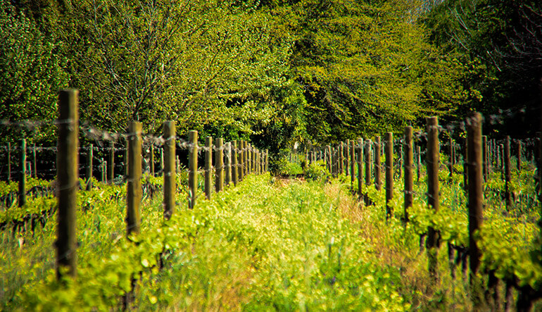 Môreson wine farm vineyard