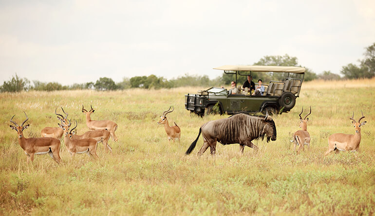 Wildebeest and impala spotted during safari game drive in the Kruger National Park