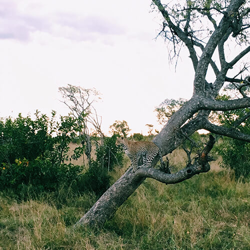 Leopard perched in tree at Kruger National Park