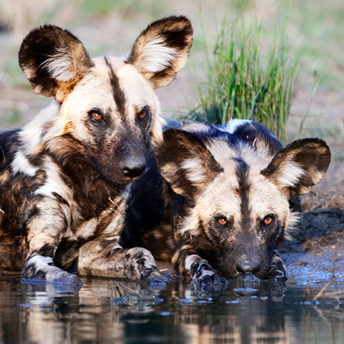 Two wild dog at the watering hole in the Kruger National Park