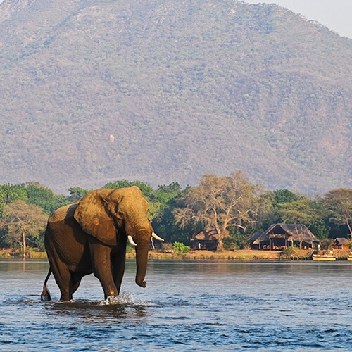 Elephant in the Zambezi River
