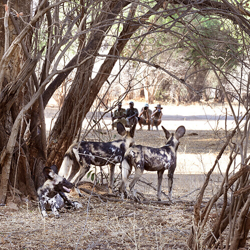 African wild dog sighting during walking safari in Zambia